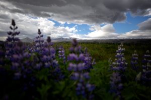 Lupinen vor Vulkan auf Island